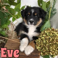 Eve, a female Miniature Australian Shepherd for sale in Byron, MI – 1 of 3