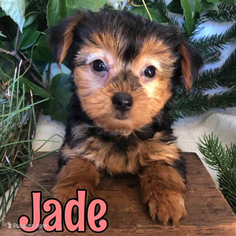 Jade – Yorkshire Terrier puppy for sale in Byron, MI