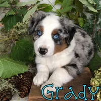 Grady, a male Miniature Australian Shepherd for sale in Byron, MI – 1 of 3