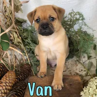 Van, a male Pomeranian and Pug for sale in Byron, MI – 3 of 3