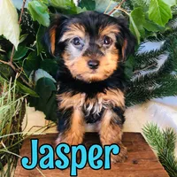 Jasper, a female Yorkshire Terrier for sale in Byron, MI – 3 of 3