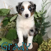 Grady, a male Miniature Australian Shepherd for sale in Byron, MI – 2 of 3