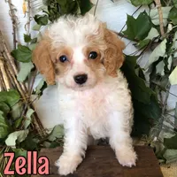 Zella, a female Cavapoo for sale in Byron, MI – 2 of 3