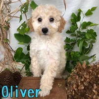 Oliver, a male Bichpoo for sale in Byron, MI – 2 of 3