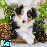 Kai, a male Miniature Australian Shepherd for sale in Byron, MI – 3 of 3