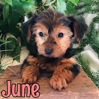 June, a female Yorkshire Terrier for sale in Byron, MI – 2 of 3