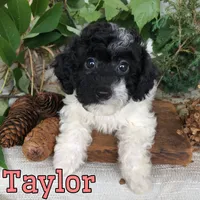 Taylor, a female Poodle - Toy  for sale in Byron, MI – 3 of 3