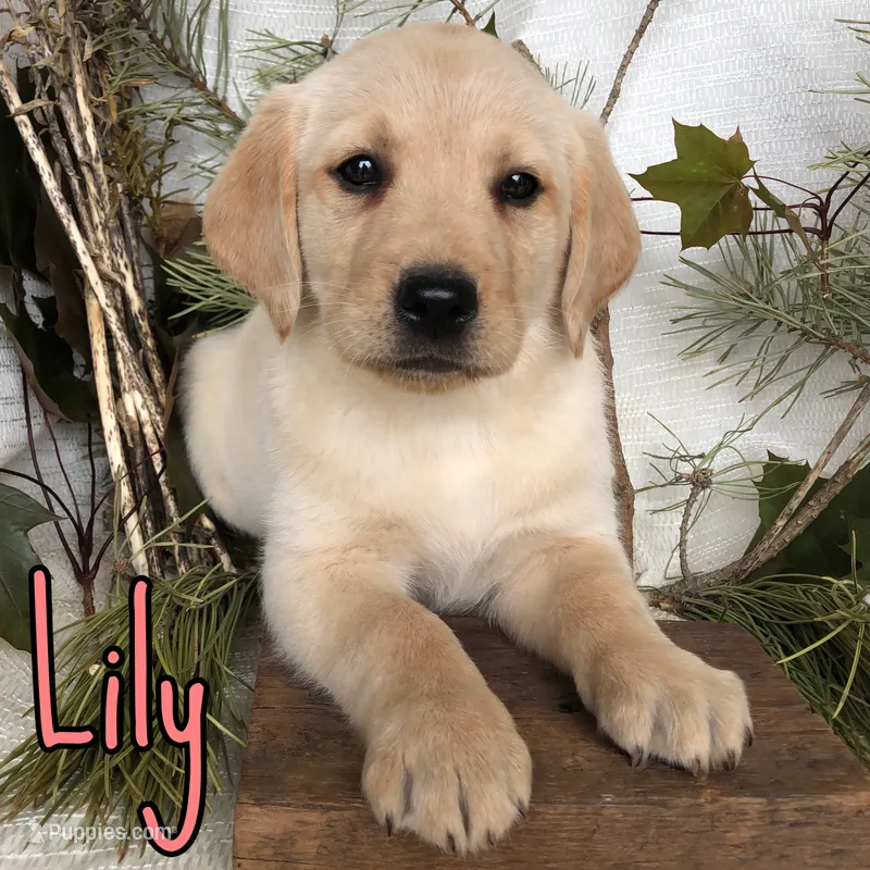 Lily – Labrador Retriever puppy for sale in Byron, MI
