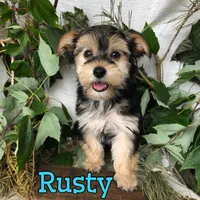 Rusty, a male Yorkipoo for sale in Byron, MI – 3 of 3