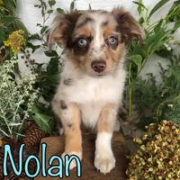 Nolan, a male Miniature Australian Shepherd for sale in Byron, MI – 2 of 3