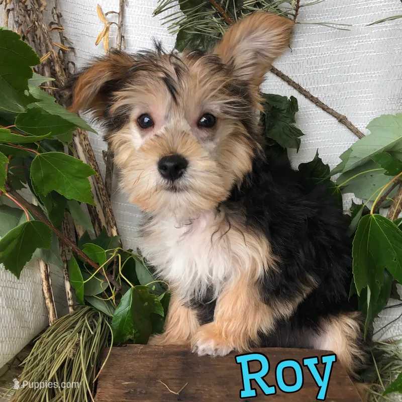 Roy – Yorkipoo puppy for sale in Byron, MI