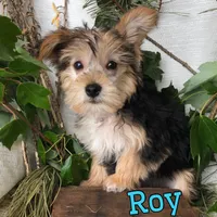 Roy, a male Yorkipoo for sale in Byron, MI – 1 of 3