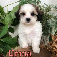 Urina , a female Shih Tzu and Bichpoo for sale in Byron, MI – 2 of 3