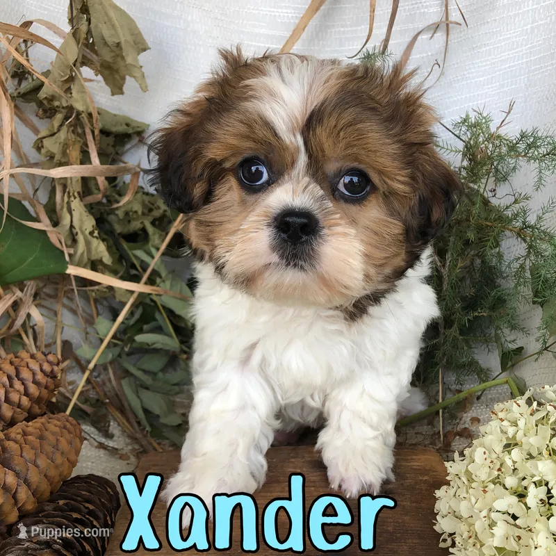 Xander  – Shih Tzu puppy for sale in Byron, MI
