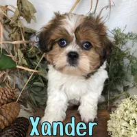 Xander , a male Shih Tzu for sale in Byron, MI – 1 of 3