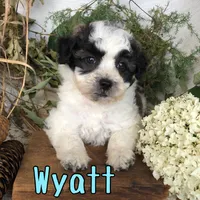Wyatt, a male Shih Tzu and Bichpoo for sale in Byron, MI – 2 of 2