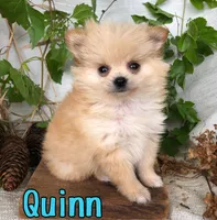 Quinn, a male Pomchi for sale in Byron, MI – 3 of 3