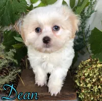 Dean, a male Shih Tzu and Bichpoo for sale in Byron, MI – 3 of 3