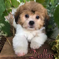 Dallas, a female Shih Tzu and Bichpoo for sale in Byron, MI – 1 of 3