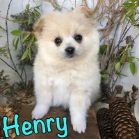 Henry, a male Pomchi for sale in Byron, MI – Photo 2 of 3