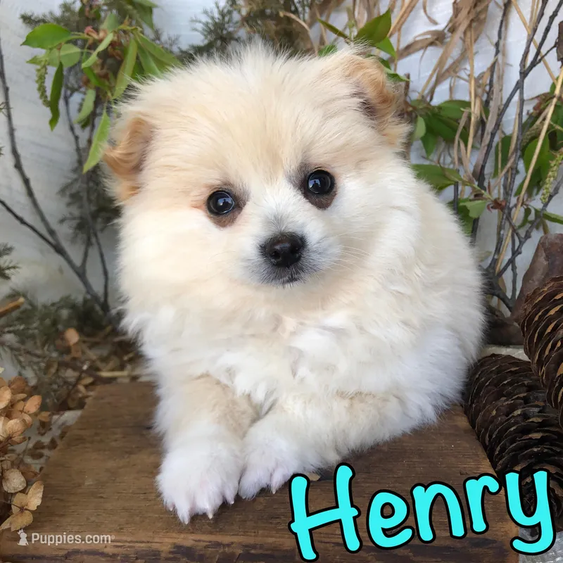 Henry – Pomchi puppy for sale in Byron, MI