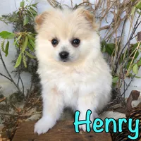 Henry, a male Pomchi for sale in Byron, MI – Photo 3 of 3