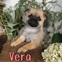 Vera, a female Pomeranian and Pug for sale in Byron, MI – 2 of 3