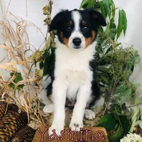 Yasmine , a female Miniature Australian Shepherd for sale in Byron, MI – 3 of 3