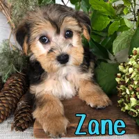 Zane, a male Yorkshire Terrier and Bichpoo for sale in Byron, MI – 3 of 3