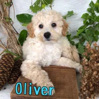 Oliver, a male Bichpoo for sale in Byron, MI – 1 of 3