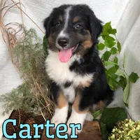 Carter, a male English Shepherd and Australian Shepherd for sale in Byron, MI – 3 of 3