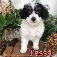 Tessa, a female Poodle - Toy  for sale in Byron, MI – 1 of 3