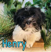 Henry, a female Shihpoo for sale in Byron, MI – 3 of 3