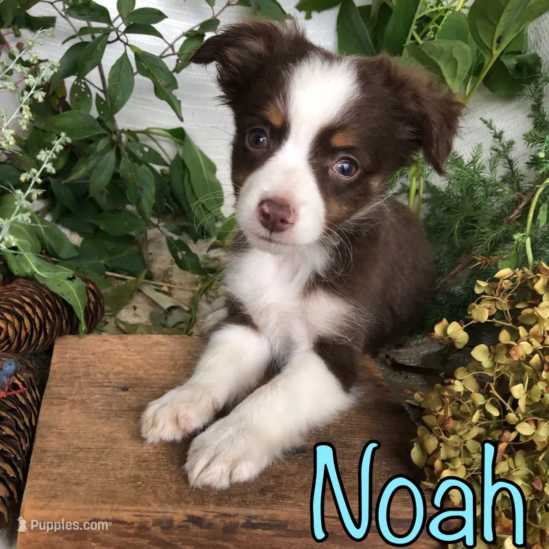 Noah – Miniature Australian Shepherd puppy for sale in Byron, MI
