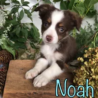 Noah, a male Miniature Australian Shepherd for sale in Byron, MI – 1 of 3
