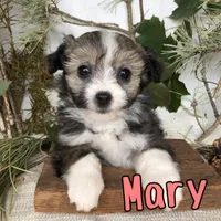 Mary, a female Miniature Aussiedoodle for sale in Byron, MI – 2 of 3