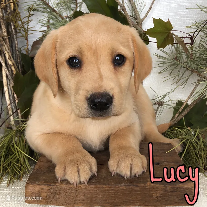 Lucy – Labrador Retriever puppy for sale in Byron, MI