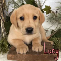 Lucy, a female Labrador Retriever for sale in Byron, MI – 1 of 3