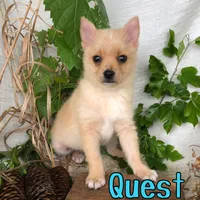 Quest, a male Pomchi for sale in Byron, MI – 1 of 3