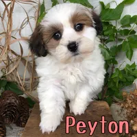 Peyton, a female Shihpoo for sale in Byron, MI – 2 of 3