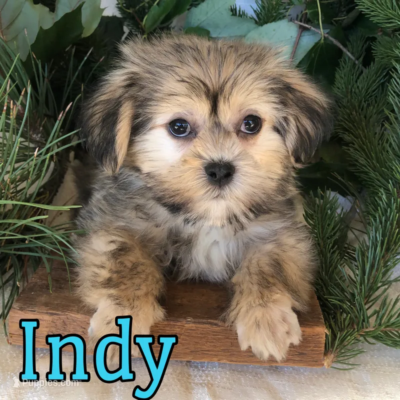 Indy – Shihpoo, Mal Shi puppy for sale in Byron, MI