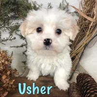 Usher, a male Bichpoo for sale in Byron, MI – Photo 1 of 3