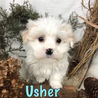 Usher, a male Bichpoo for sale in Byron, MI – Photo 2 of 3