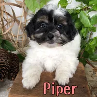 Piper, a female Shihpoo for sale in Byron, MI – 3 of 3