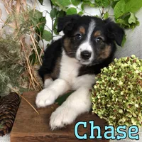 Chase , a male English Shepherd and Australian Shepherd for sale in Byron, MI – 2 of 3