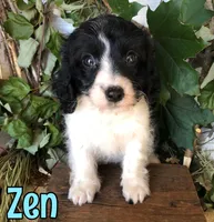Zane, a male Cavapoo for sale in Byron, MI – 2 of 3