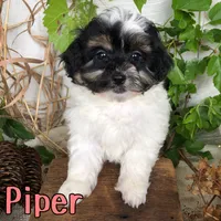 Piper, a female Shihpoo for sale in Byron, MI – 2 of 3
