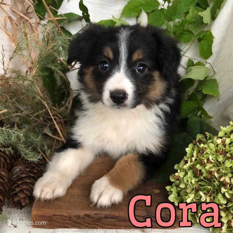 Cora  – English Shepherd, Australian Shepherd puppy for sale in Byron, MI