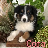 Cora , a female English Shepherd and Australian Shepherd for sale in Byron, MI – 1 of 3