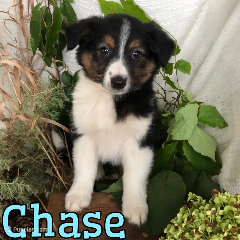 Chase  – English Shepherd, Australian Shepherd puppy for sale in Byron, MI